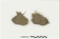 藏品(光澤棉苔)的圖片